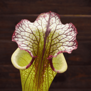 Sarracenia x moorei 'Leah Wilkerson'