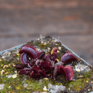 Dionaea muscipula 'Bohemian Garnet'