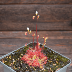 Drosera spatulata x ultramafica