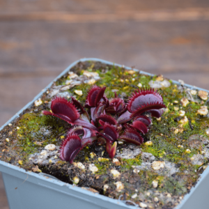 Dionaea muscipula 'Bohemian Garnet'