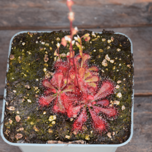 Drosera spatulata x ultramafica