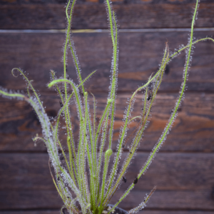 Drosera filiformis var. gigantea