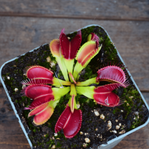 Dionaea muscipula 'Crocodile'