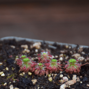 Drosera roseana