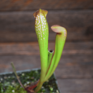 Sarracenia minor var. okefenokeensis