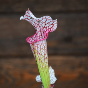 Sarracenia leucophylla (L14 MK x L04 MK) x 'Adrian Slack'