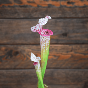 Sarracenia leucophylla (L14 MK x L04 MK) x 'Adrian Slack'