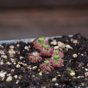 Drosera roseana