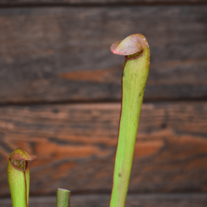 Sarracenia minor var. okefenokeensis