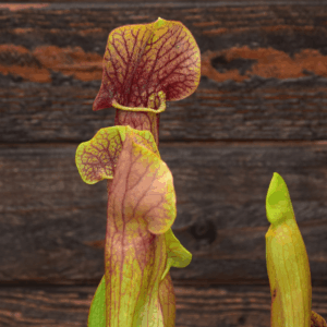 Sarracenia x 'Barba'