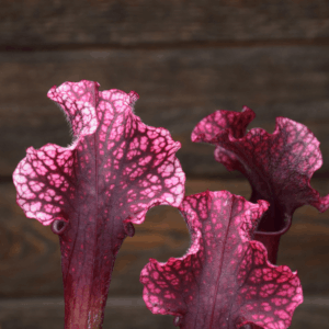 Sarracenia x 'Judith Hindle' - H37 MK