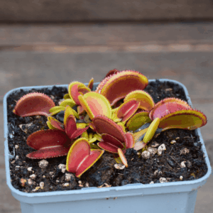 Dionaea muscipula - 'Microdent'