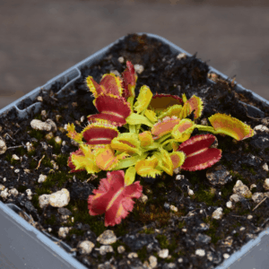Dionaea muscipula - "Space"