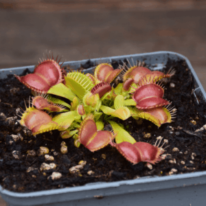 Dionaea muscipula - "Galaxy"