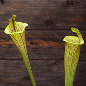 Sarracenia flava var. ornata "Lidless"