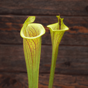 Sarracenia flava var. ornata "Lidless"