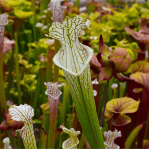 Sarracenia leucophylla 'Mont-Blanc' x 'Bocaza'