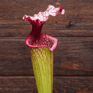Sarracenia x moorei - H225 MK, 'Timothy King'
