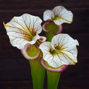 Sarracenia x moorei - H113 MK, 'Adrian Slack'