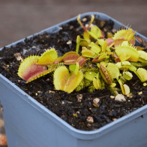 Dionaea muscipula - "Belzebub"