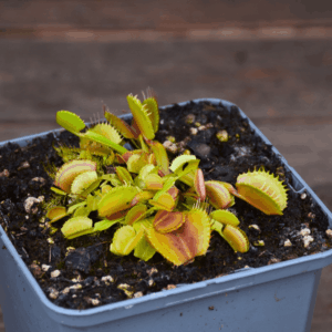 Dionaea muscipula - "Belzebub"