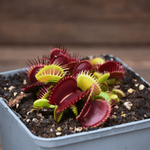 Dionaea muscipula - 'Bimbo'