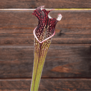 Sarracenia x areolata 'Black Cave'