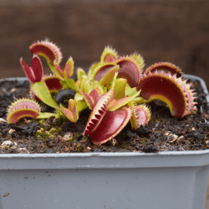 Dionaea muscipula - Coq couché x Up Giant #1