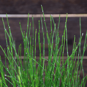 Equisetum scirpoides