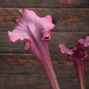 Sarracenia x moorei - "Luben's Red"