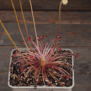 Drosera paradoxa