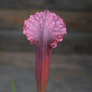 Sarracenia F45 MK x L49A MK