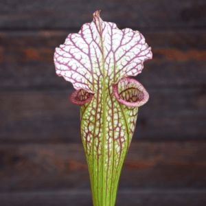 Sarracenia 'French Kiss' - (H217 MK)