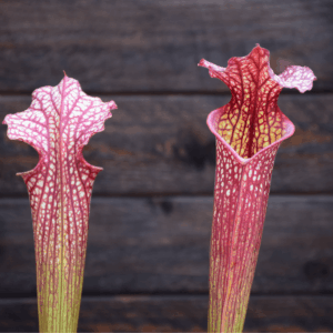 Sarracenia x moorei - H92 MK, Very large, Norman Parker