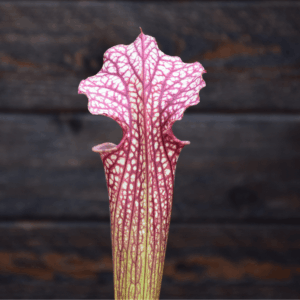 Sarracenia x moorei - H92 MK, Very large, Norman Parker