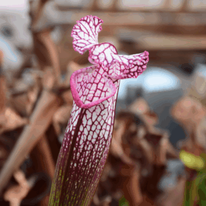 Sarracenia leucophylla Large Pink Lipped, Apalachicola FL - L18 MK