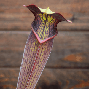 Sarracenia alata - Pubescent black