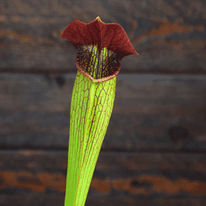 Sarracenia alata var. rubrioperculata - Very large maroon throat - A59 MK