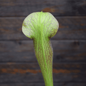 Sarracenia alata var. rubrioperculata - A20 MK