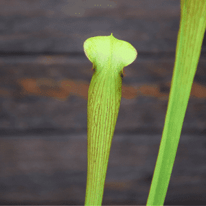 Sarracenia alata - Double flower