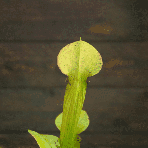 Sarracenia alata var. alata - Lightly veined, AL, Mobile Co.
