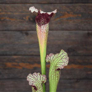 Sarracenia x areolata "Fegatone"