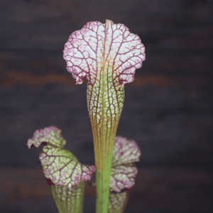 Sarracenia x areolata "Fegatone"