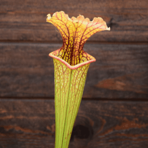 Sarracenia x moorei (ipX10, Insektenfang plants)