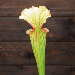 Sarracenia x moorei (ipX10, Insektenfang plants)