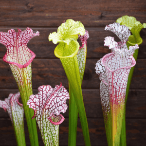PACK 3 Sarracenia leucophylla