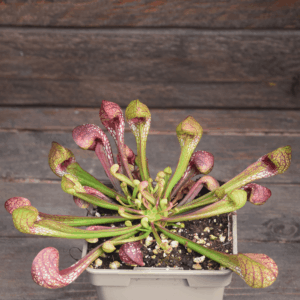 Sarracenia psittacina