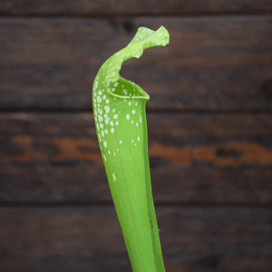 Sarracenia x Green Monster