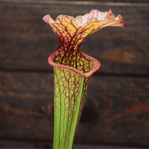 Sarracenia x moorei, A. Slack 1987, H25 PJ-Plants 2004