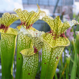 Sarracenia x moorei 'Wilkerson White Knight'